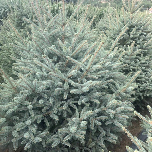 1607491871640024.jpg 云杉5.jpg