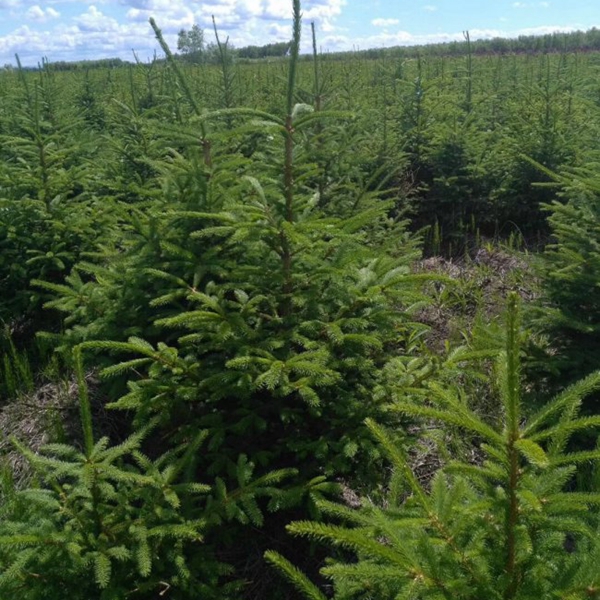 1607491878716810.jpg 云杉6.jpg