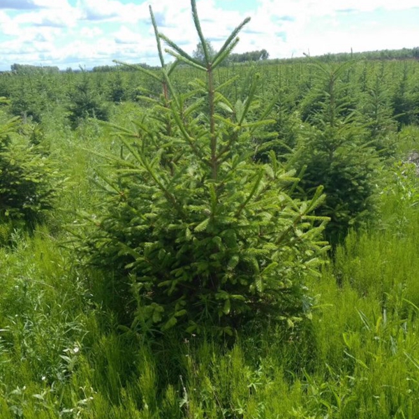 1607491885445946.jpg 云杉7.jpg