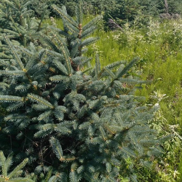 1607491896371331.jpg 云杉8.jpg