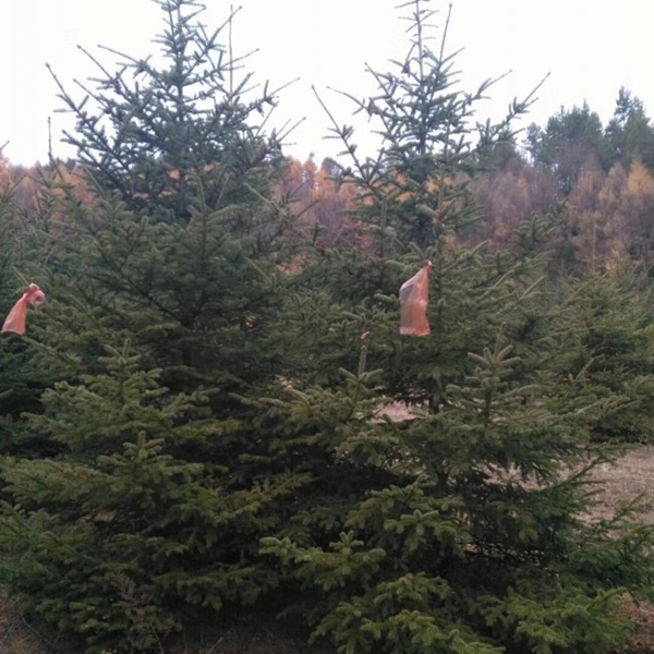 1607491904807209.jpg 云杉9.jpg