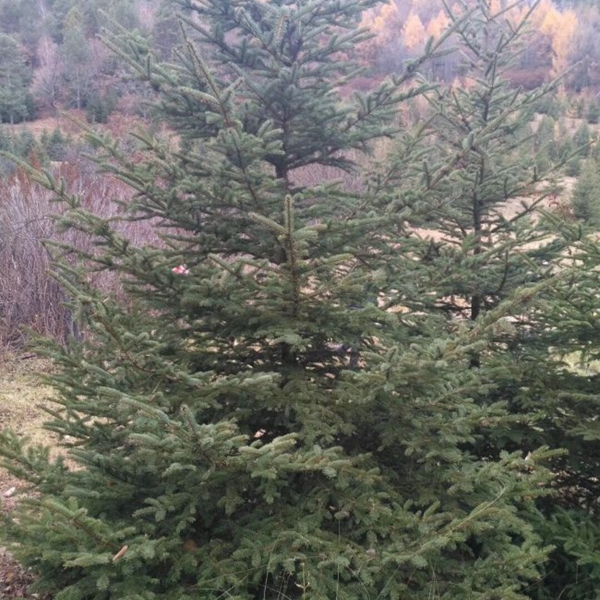 1607491919739141.jpg 云杉10.jpg