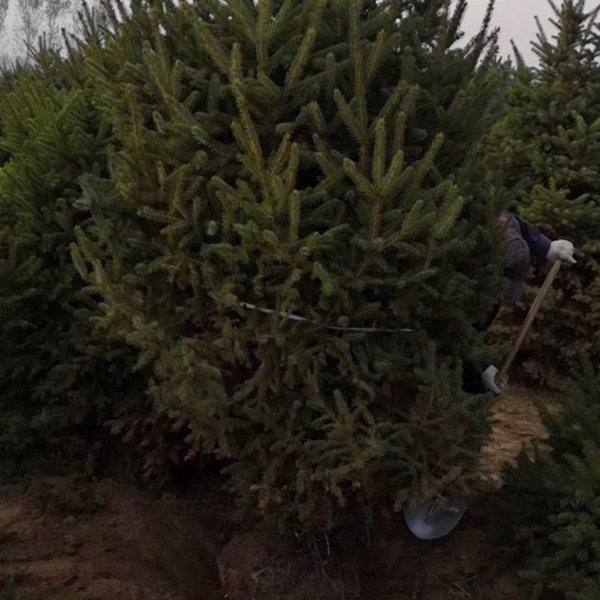 1607491929362045.jpg 云杉12.jpg