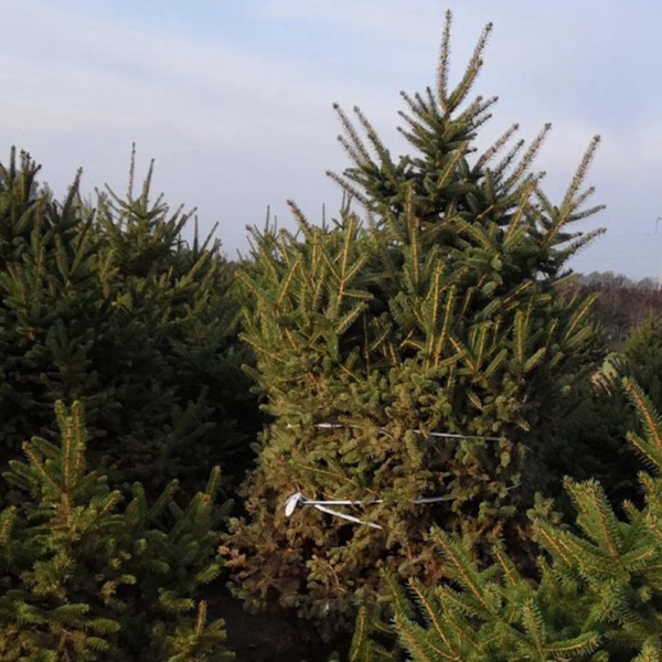 1607491936131809.jpg 云杉13.jpg