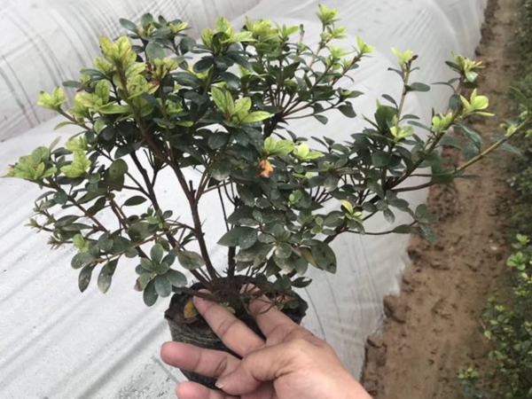 1607513491805027.jpg 茶梅.jpg