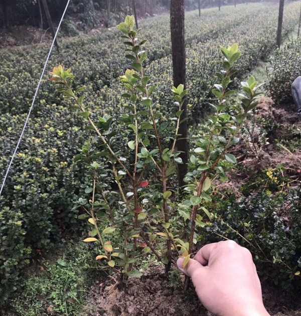 1607513526551161.jpg 茶梅5.jpg