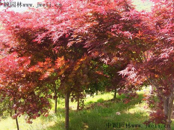 1608557395517511.jpg 紅楓4.jpg