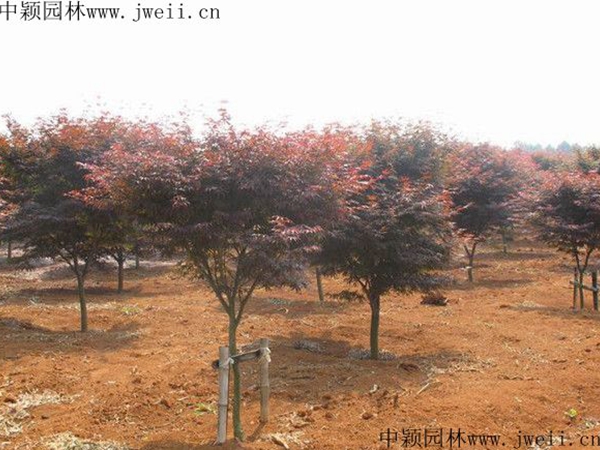 1608557405470482.jpg 紅楓7.jpg