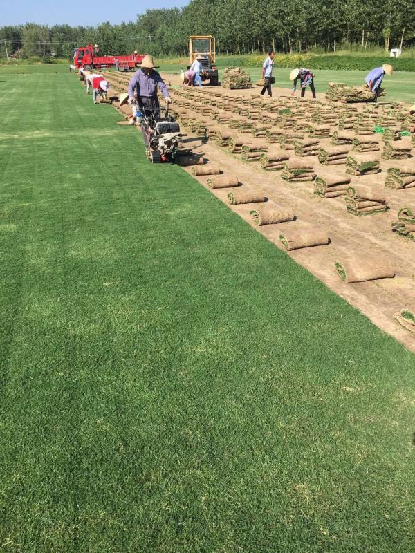 1608797236479680.jpg 果嶺草4.jpg