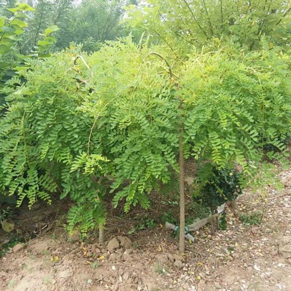 龍爪槐7.jpg