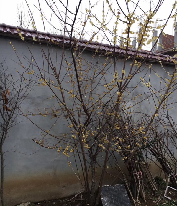 臘梅10.jpg