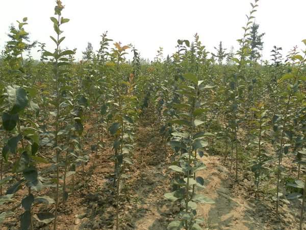 1609416823394050.jpg 流蘇苗.jpg