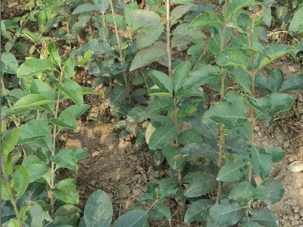 1609416845264431.jpg 流蘇14.jpg