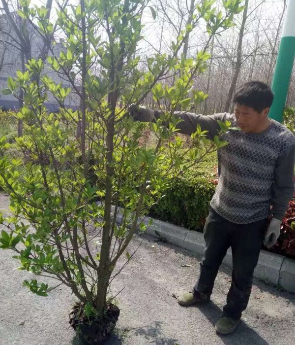 法國冬青28.jpg