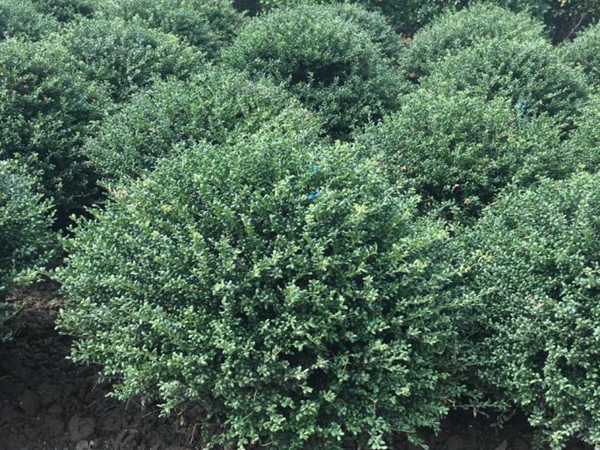 1609589724627644.jpg 龜甲冬青13.jpg