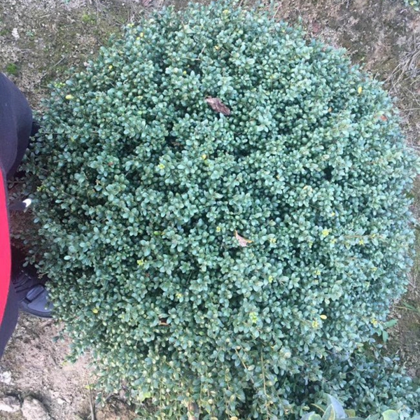 1609589731381473.jpg 龜甲冬青2.jpg