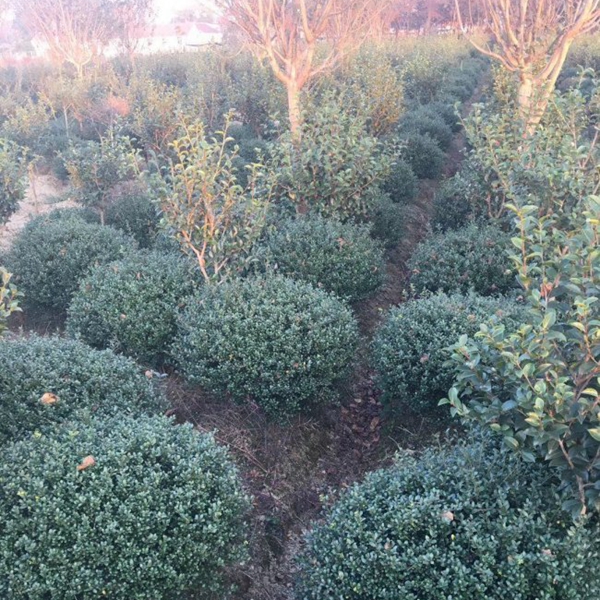 1609589737729859.jpg 龜甲冬青3.jpg