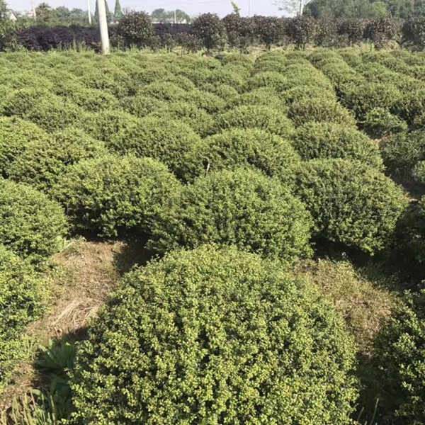 1609589742141459.jpg 龜甲冬青5.jpg