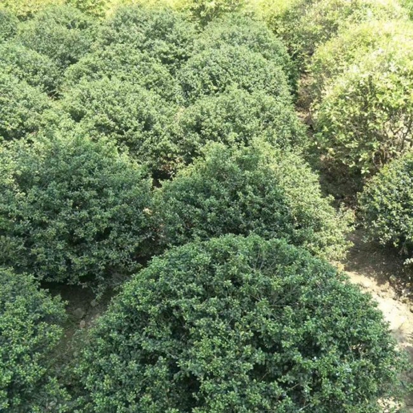 1609589750451353.jpg 龜甲冬青6.jpg