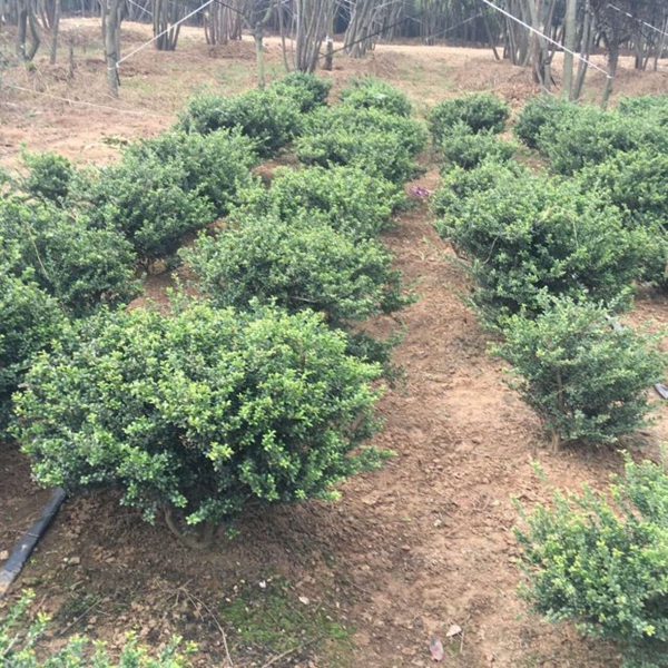 1609589758948725.jpg 龜甲冬青8.jpg