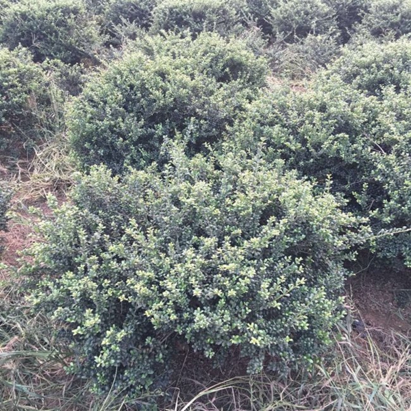 1609589764700299.jpg 龜甲冬青9.jpg