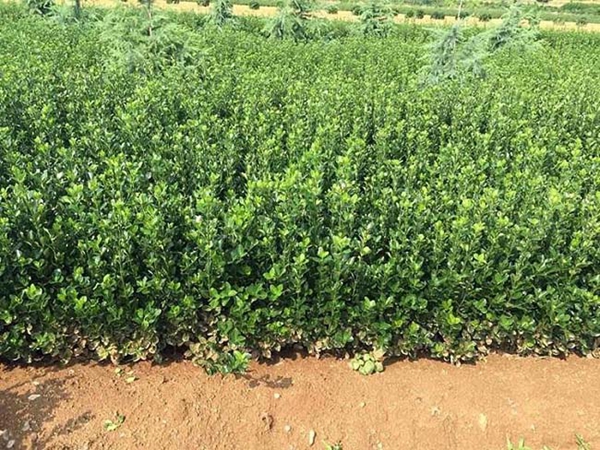 1610542470855706.jpg 冬青衛矛小苗13.jpg