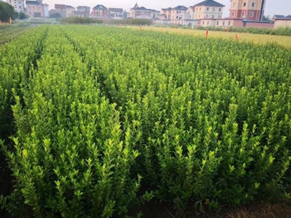 1610542498426490.jpg 冬青衛矛小苗11.jpg