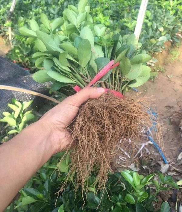 1610542545727793.jpg 冬青衛矛小苗3.jpg