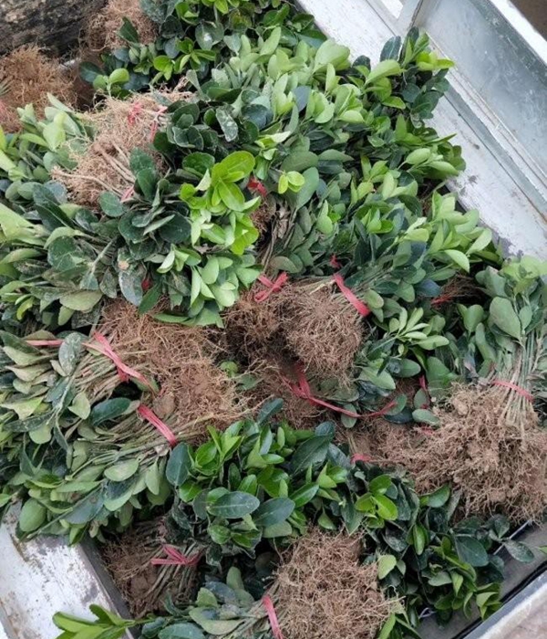 1610542550276000.jpg 冬青衛矛小苗4.jpg