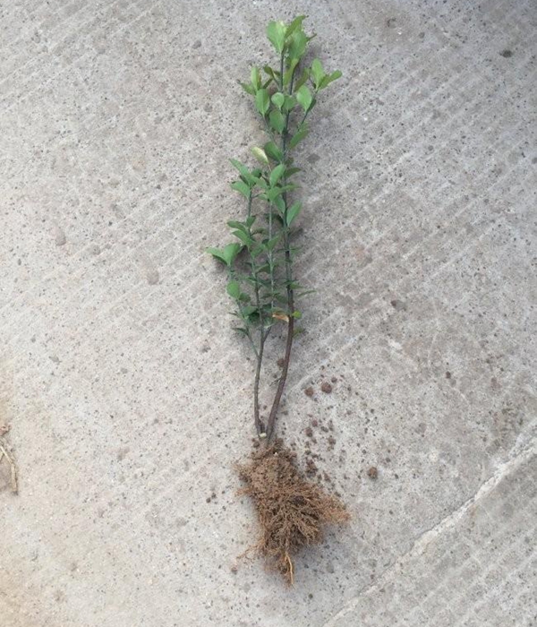 1610542569918449.jpg 冬青衛矛小苗7.jpg