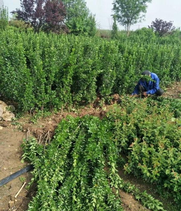 1610542597315123.jpg 冬青衛矛小苗10.jpg