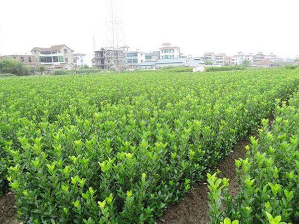 1610591859902659.jpg 冬青衛矛小苗12.jpg