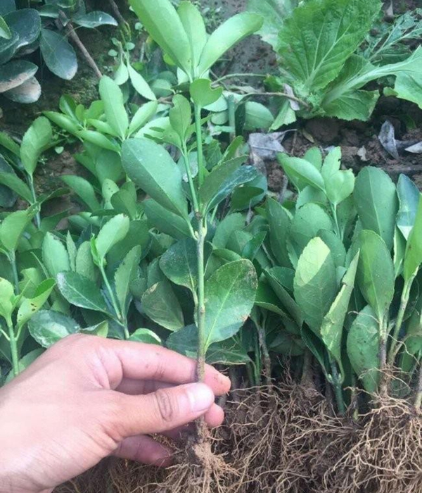 1610591894785563.jpg 冬青衛矛小苗1.jpg