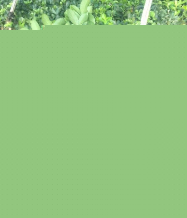 1610591913329621.jpg 冬青衛矛小苗3.jpg