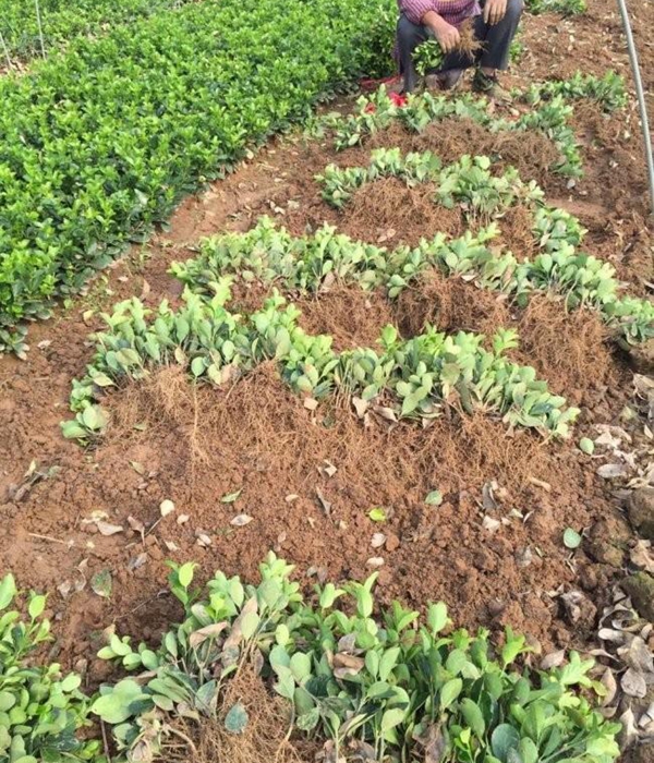 1610592590792705.jpg 冬青衛矛小苗5.jpg