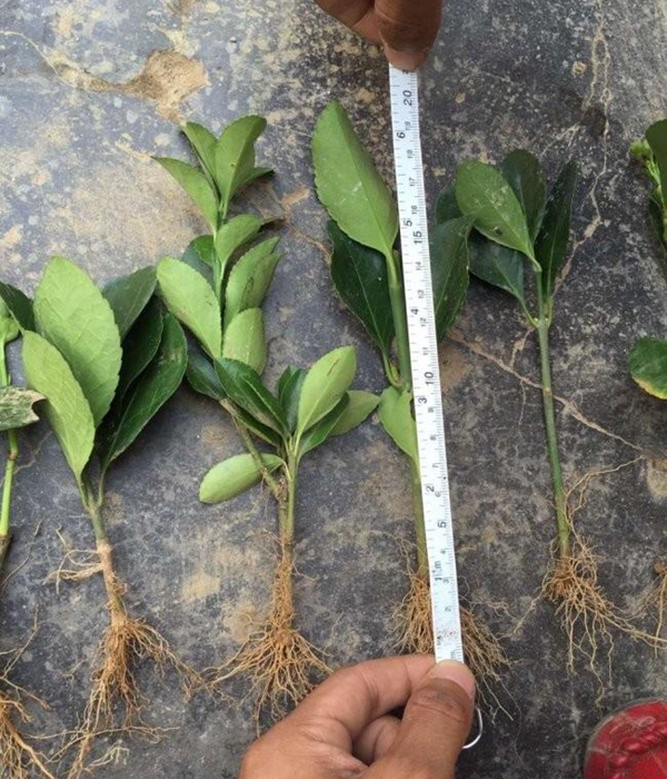 1610592667146968.jpg 冬青衛矛小苗2.jpg