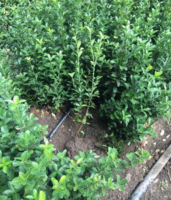 1610592716654450.jpg 冬青衛矛小苗8.jpg