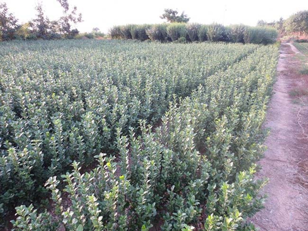 1610592731653314.jpg 冬青衛矛小苗15.jpg