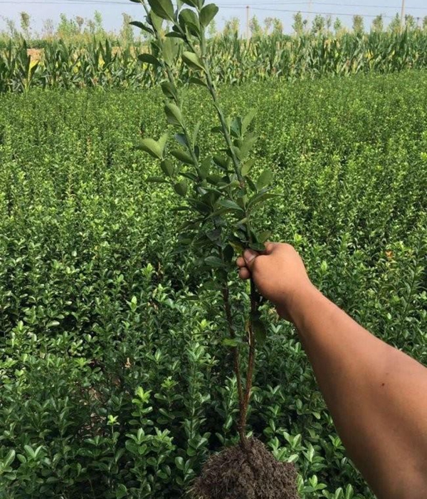 1610596105545582.jpg 冬青衛矛小苗6.jpg