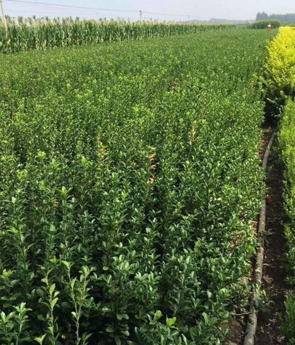 1610596120746165.jpg 冬青衛矛小苗9.jpg