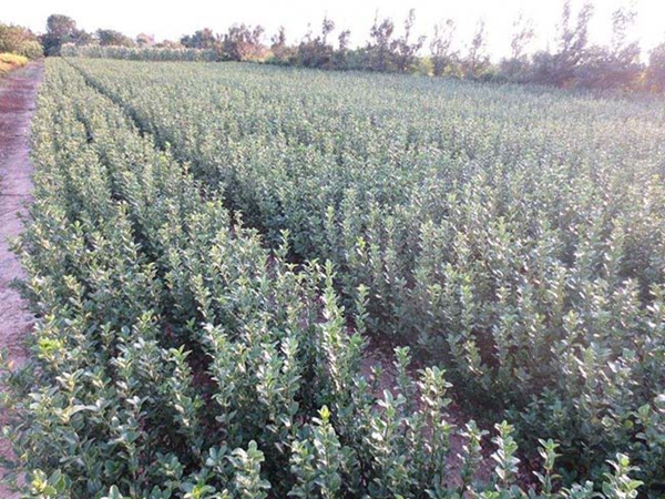 1610596135421182.jpg 冬青衛矛小苗16.jpg