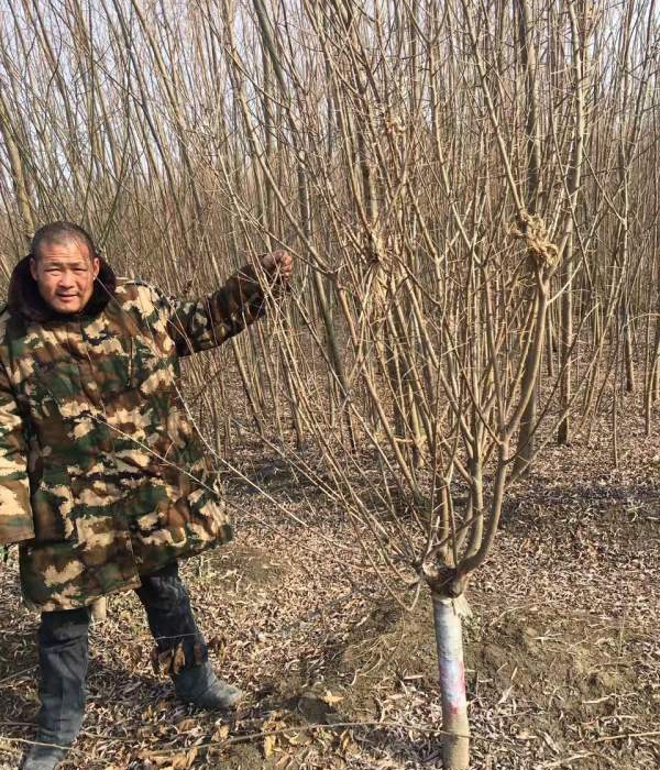 綠梅22.jpg