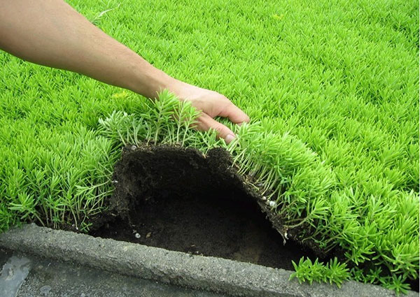 1612534468881765.jpg 佛甲草1.jpg