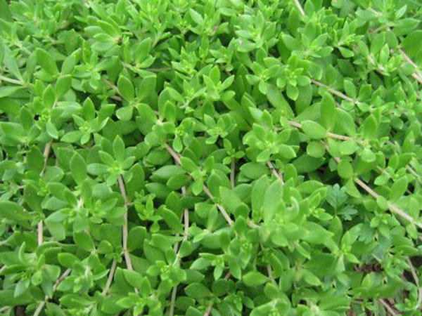 1612534537345730.jpg 佛甲草6.jpg