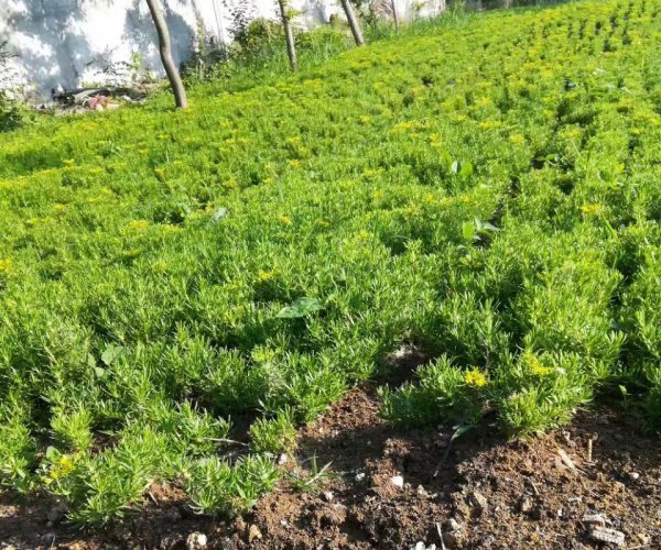 1612534560568648.jpg 佛甲草1_副本.jpg