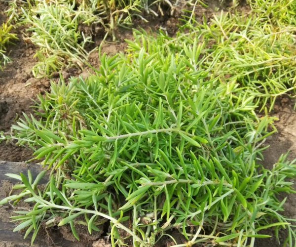 1612534567826440.jpg 佛甲草2_副本.jpg