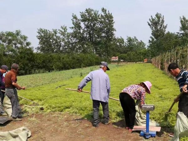 1612534579141471.jpg 佛甲草4_副本.jpg