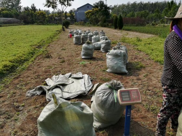 1612534604324640.jpg 佛甲草6_副本.jpg