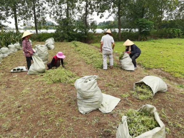 1612534608595941.jpg 佛甲草9_副本.jpg