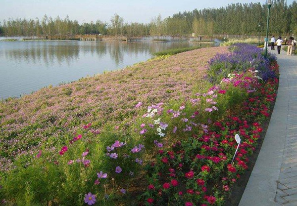 魚塘護坡種植什么草種？